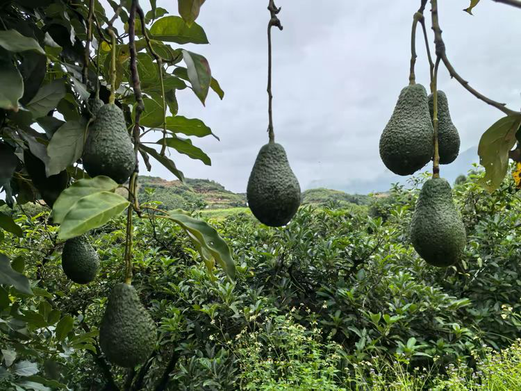 图片1.png ae8cbf60fb9f41dd9b29f8823430060e.png