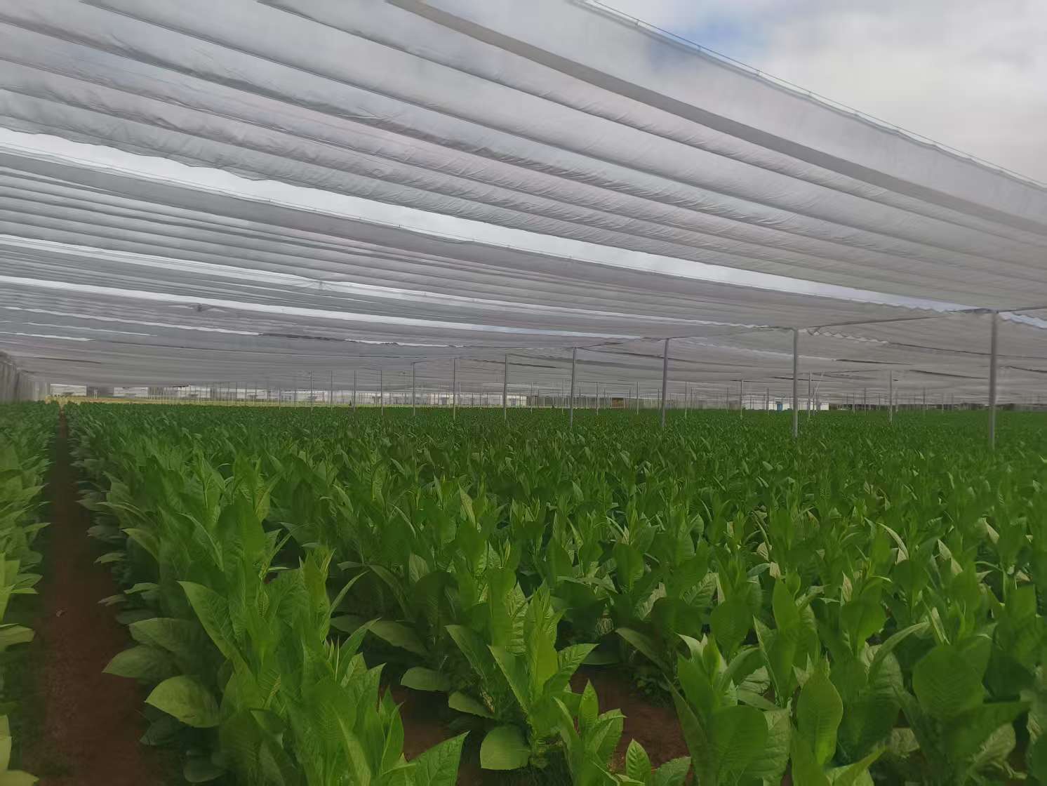 图片3.jpg f93aeca810754904989f5e1838065706.jpeg