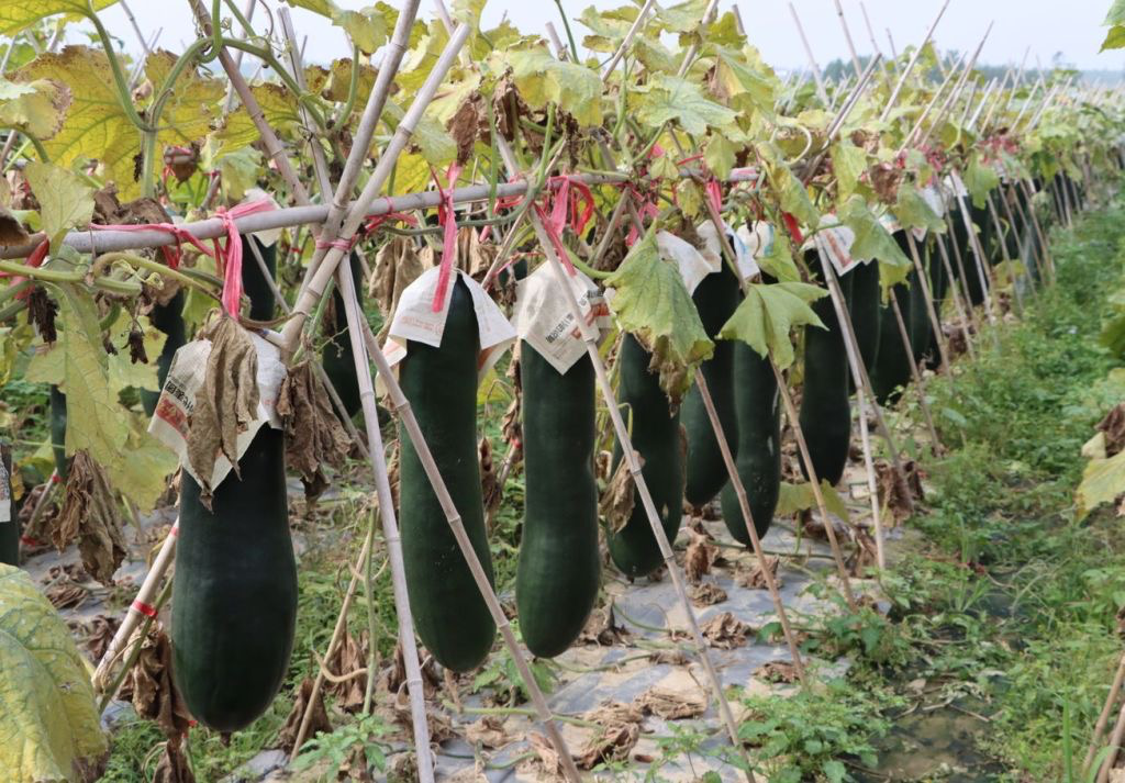 冬瓜.png 冬瓜.png