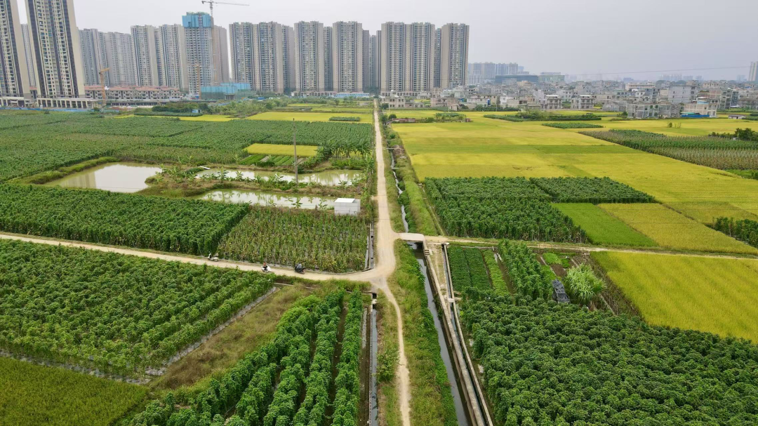 冬瓜种植基地.png 冬瓜种植基地.png