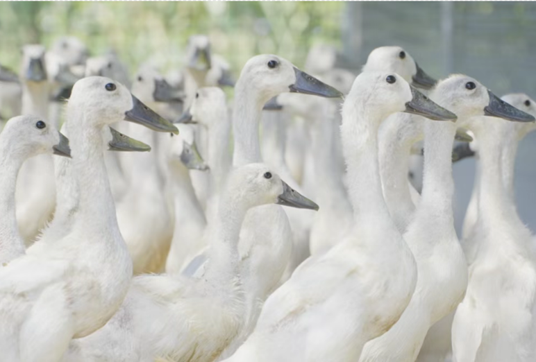 f635367e24f147a4b34a10c271320525.png f635367e24f147a4b34a10c271320525.png