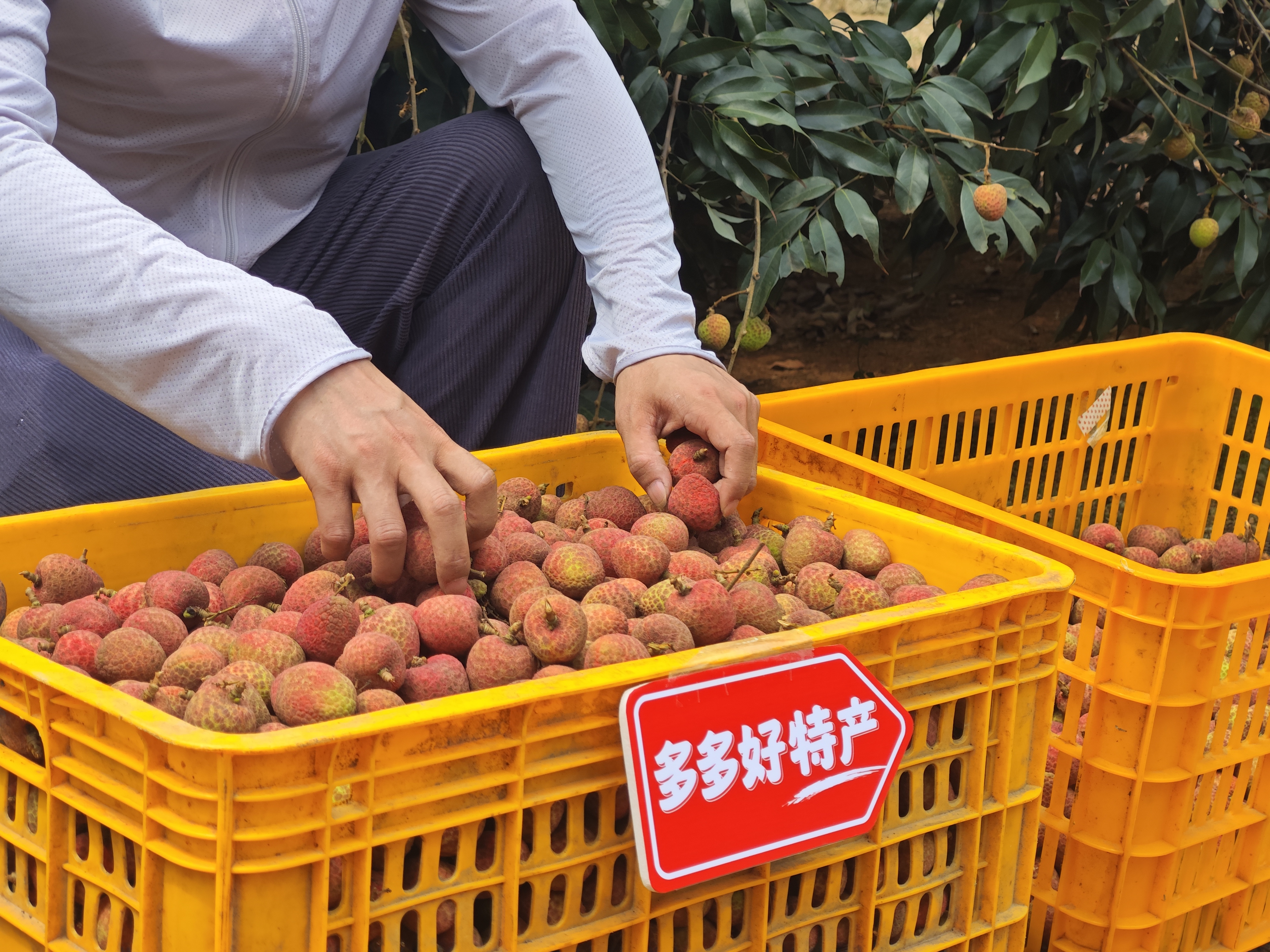 ▲“2025多多好特产”专项深入数十个农产区，助力各地农户增产增收。（陈振豪 摄）.jpg