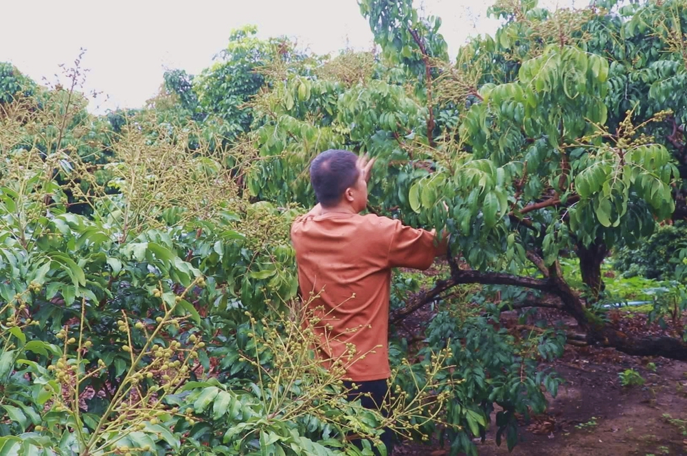 平南县颖绿龙眼种植专业合作社工人在疏剪多余花穗(钟健 摄).jpg 41715e3f114a46319e84b6b09dd4ced8.jpeg