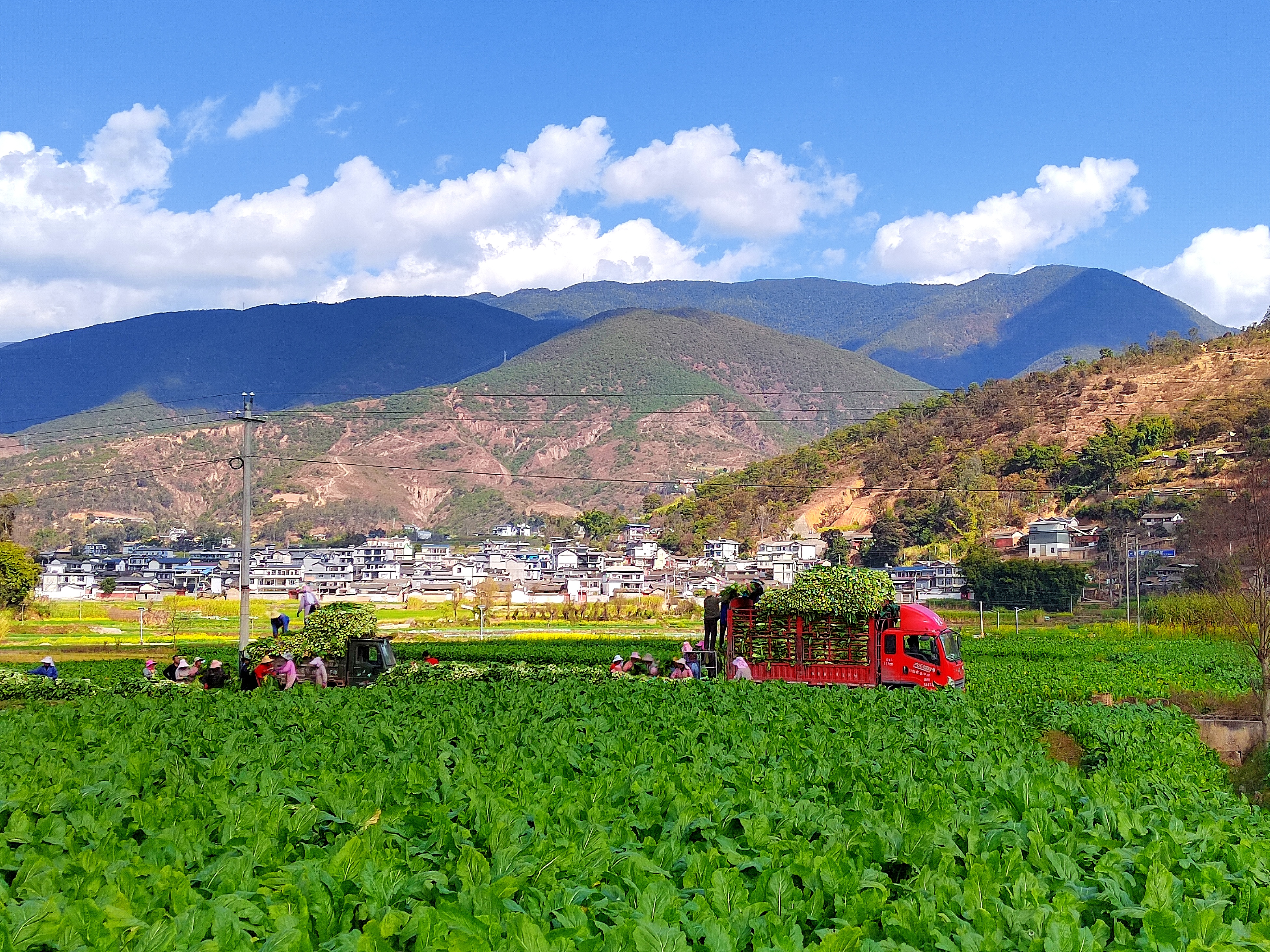 青菜丰收,富了村民口袋,美了乡村环境。.jpg 青菜丰收,富了村民口袋,美了乡村环境。.jpg
