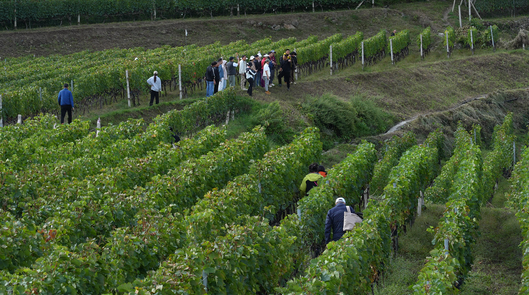 参会嘉宾参观了解敖云酒庄位于阿东村的葡萄种植基地.png 参会嘉宾参观了解敖云酒庄位于阿东村的葡萄种植基地.png
