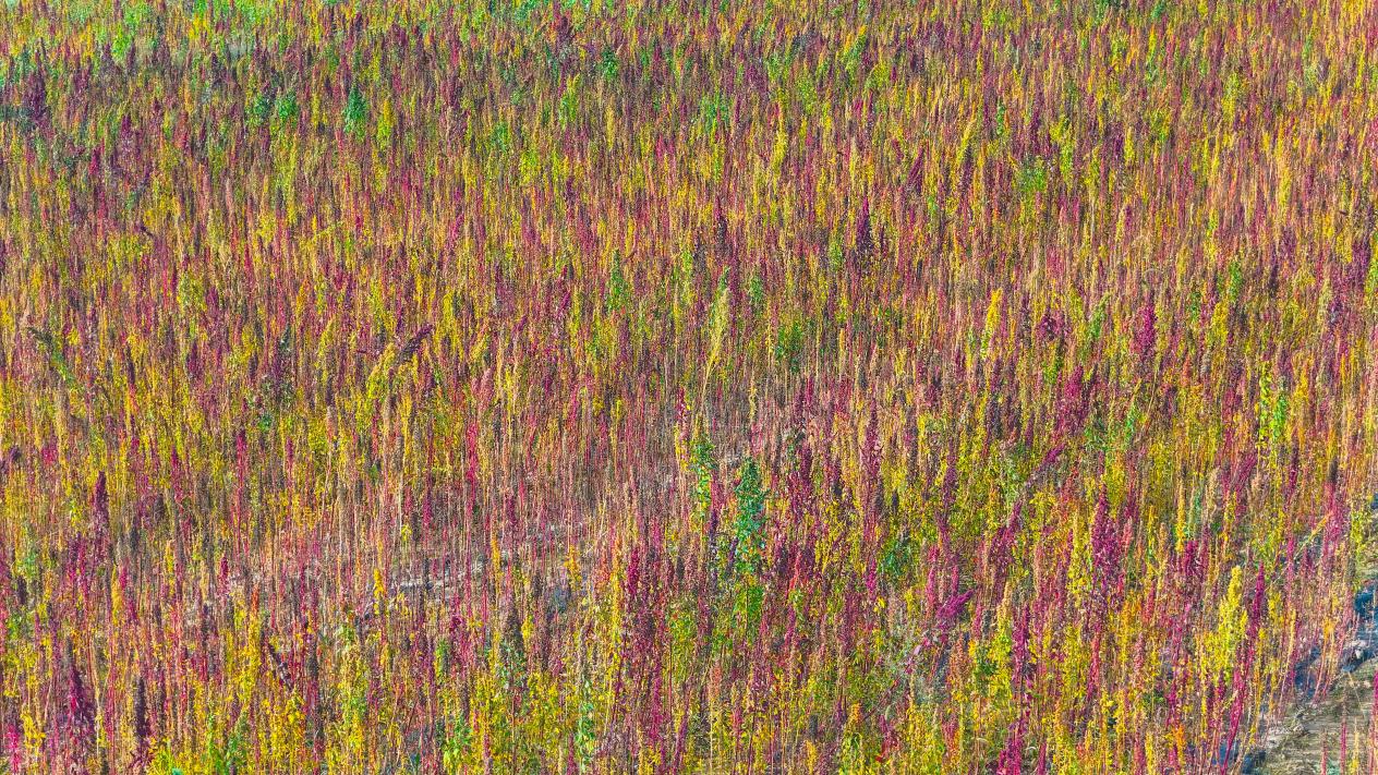 图片3.jpg 图片3.jpg