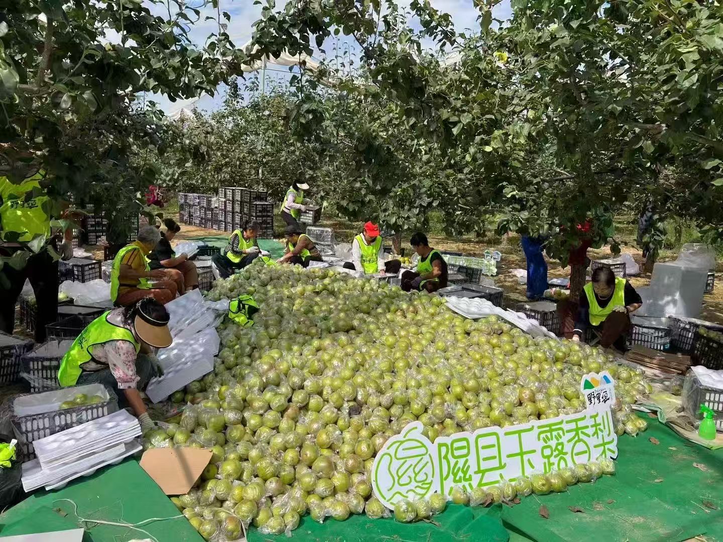 数说丰收丨一颗梨的“保卫战”:隰县玉露香梨87亿品牌价值的背后 - 中国金融信息网