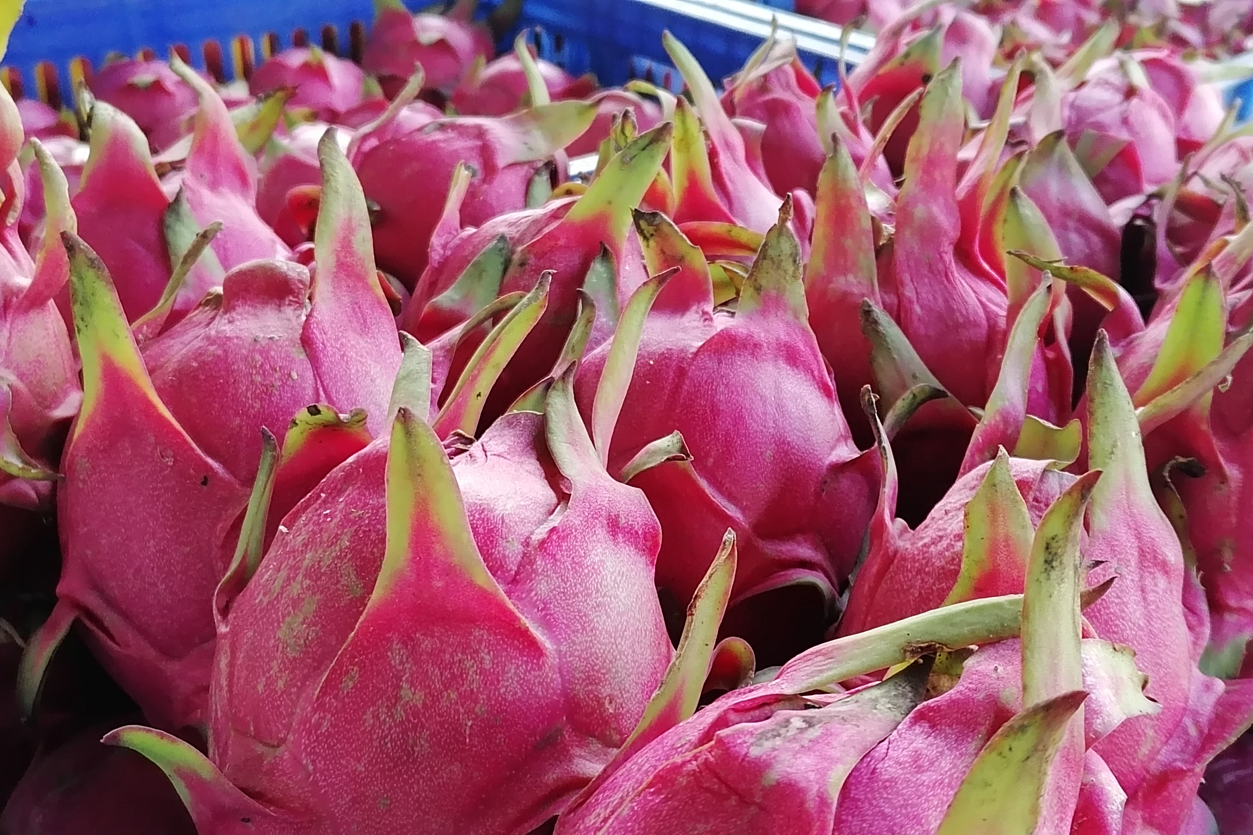 9月18日,罗甸县龙坪镇板庚村种植基地采摘后等待包装的火龙果。.jpg 9月18日,罗甸县龙坪镇板庚村种植基地采摘后等待包装的火龙果。.jpg