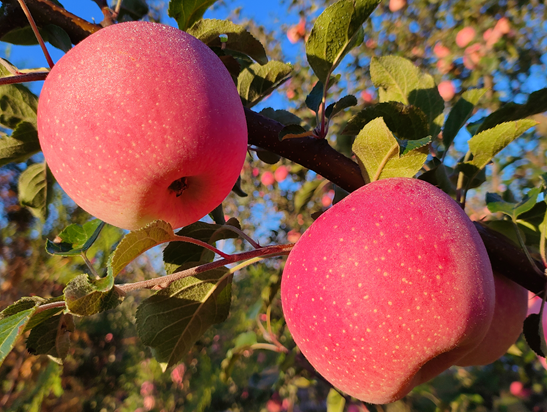 稿件2 产地照片.png 6280e04ed1c14a18aaf7c18131ae4419.png