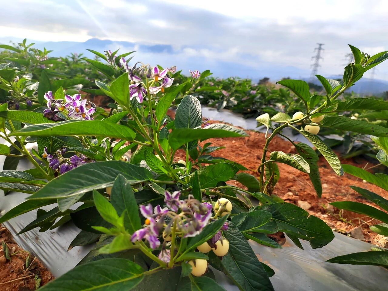 微信图片_2025-11-13_151420_528.jpg 微信图片_2025-11-13_151420_528.jpg