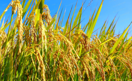 图一.png 36b4359ba419477dbaaf6de2f62b7193.png