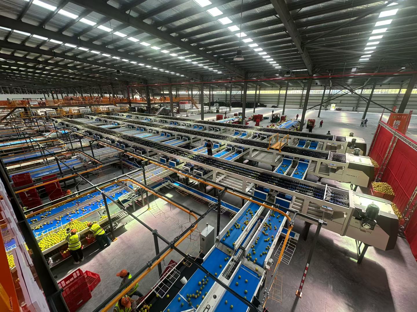 图为褚橙智能化分拣工厂.jpg