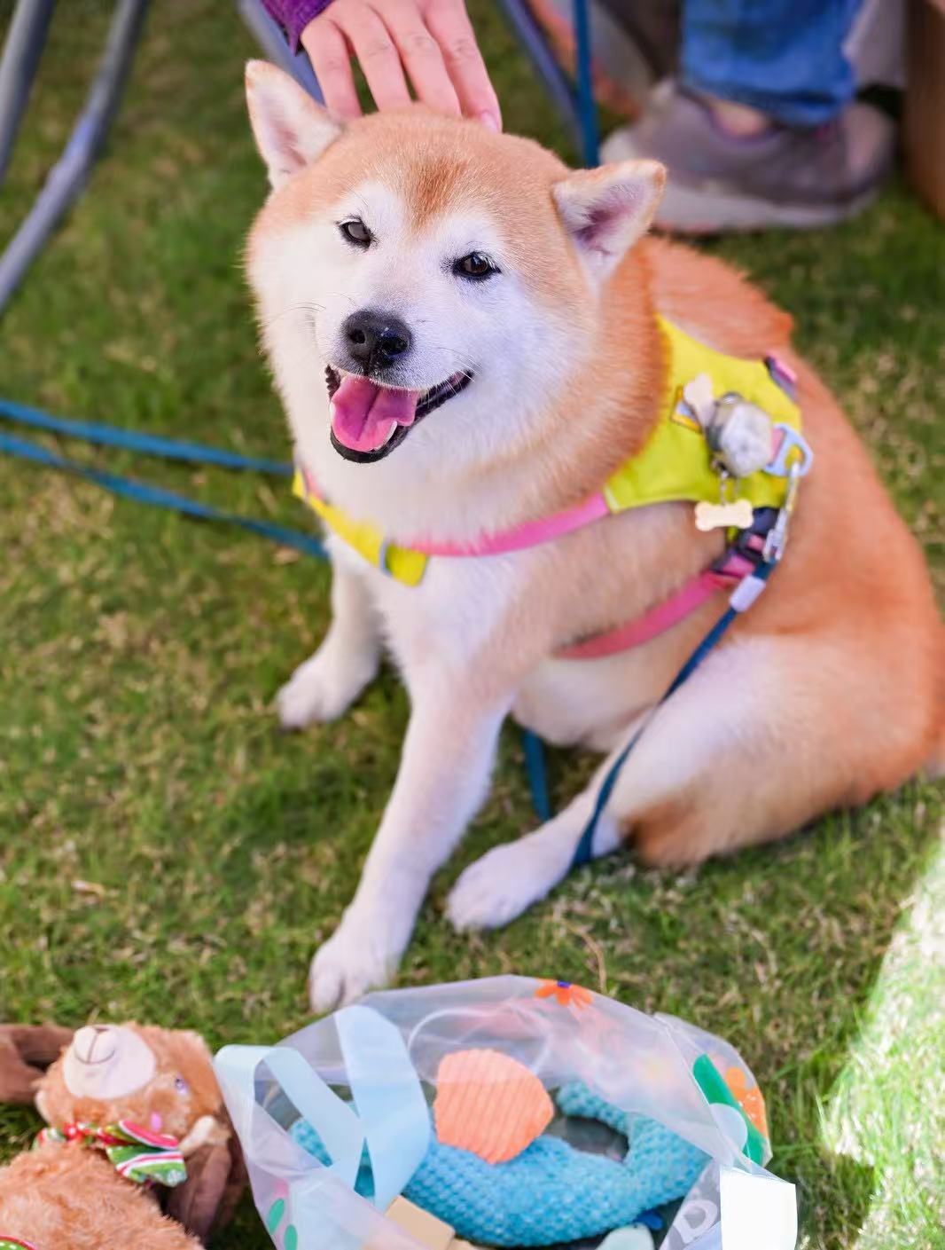 圖為:2025上海寵物時(shí)裝周上的萌寵(記者 楊溢仁攝).jpg 73cd93cfe9094619b8a691cff543e719.jpeg