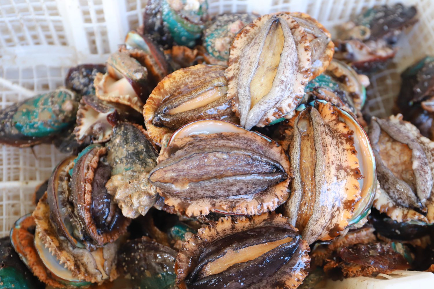 09c3a77d2bb54fdd97eb79ec900d9ed8.jpeg 09c3a77d2bb54fdd97eb79ec900d9ed8.jpeg