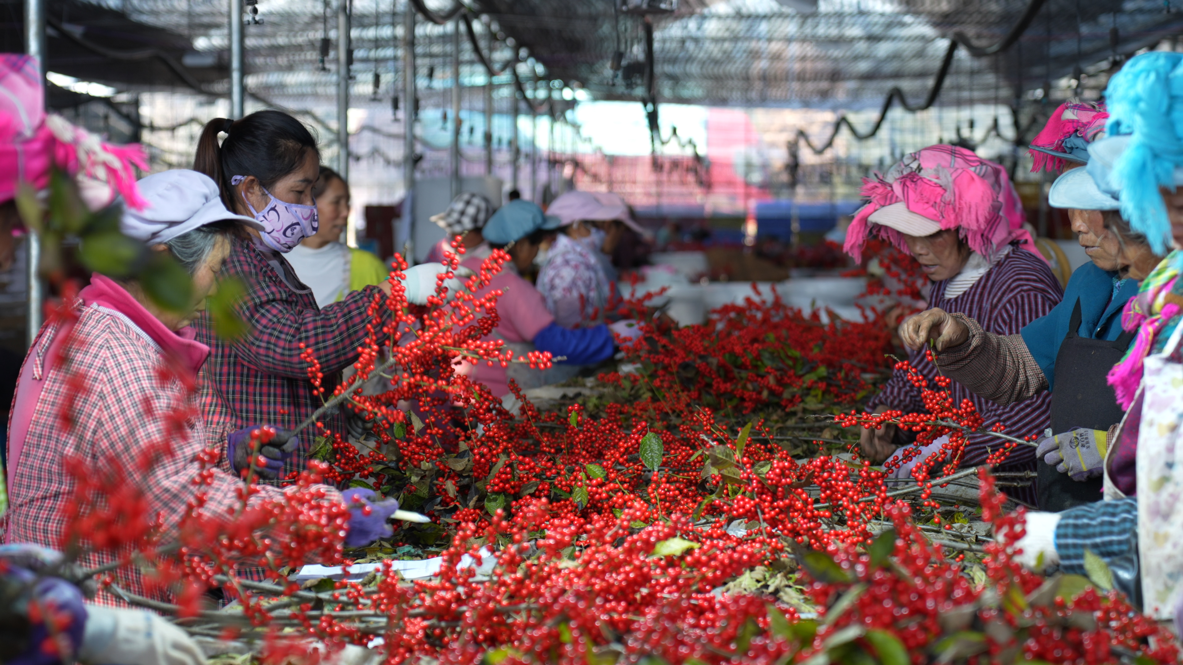 会泽北美冬青年宵花精减包装现场.jpg 4761ff22f0714e948a20df2aed2763a8.jpeg