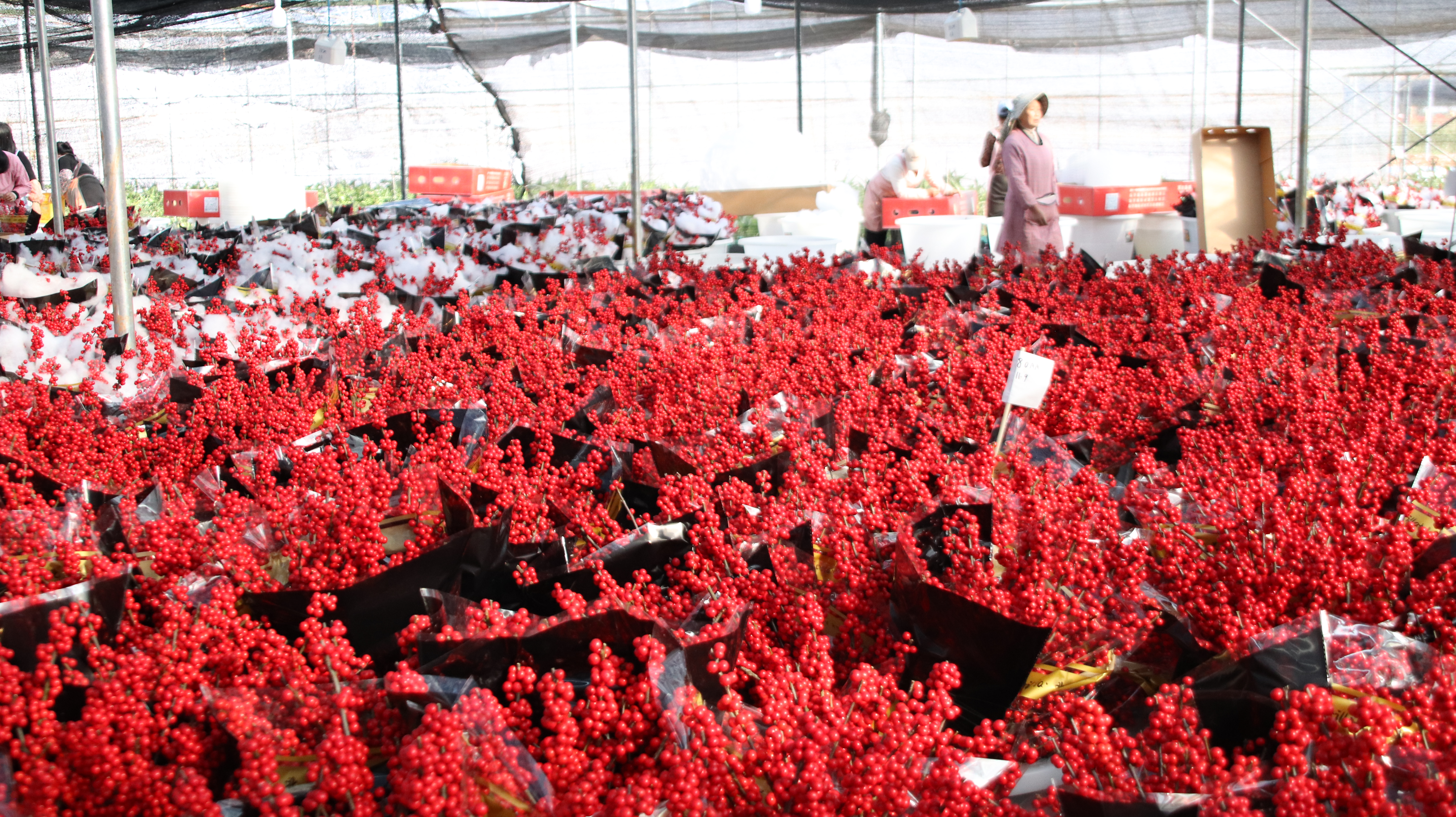 包装好的年宵花,整装待发.jpg c889cd053b0e4e9b9899afef04e5041d.jpeg