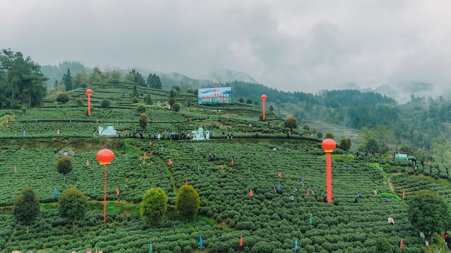 上春山，采茶去！2026正安白茶正式开采