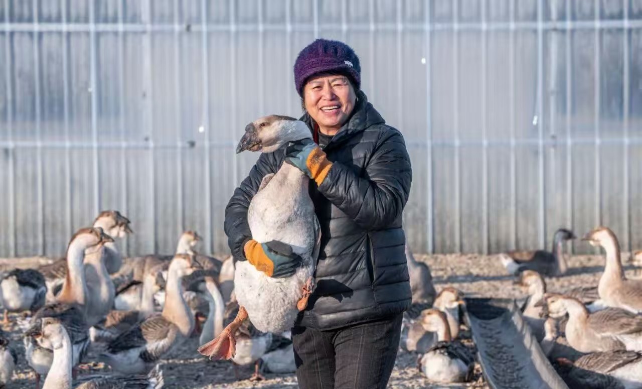养殖户抱起狮头鹅种鹅.jpg