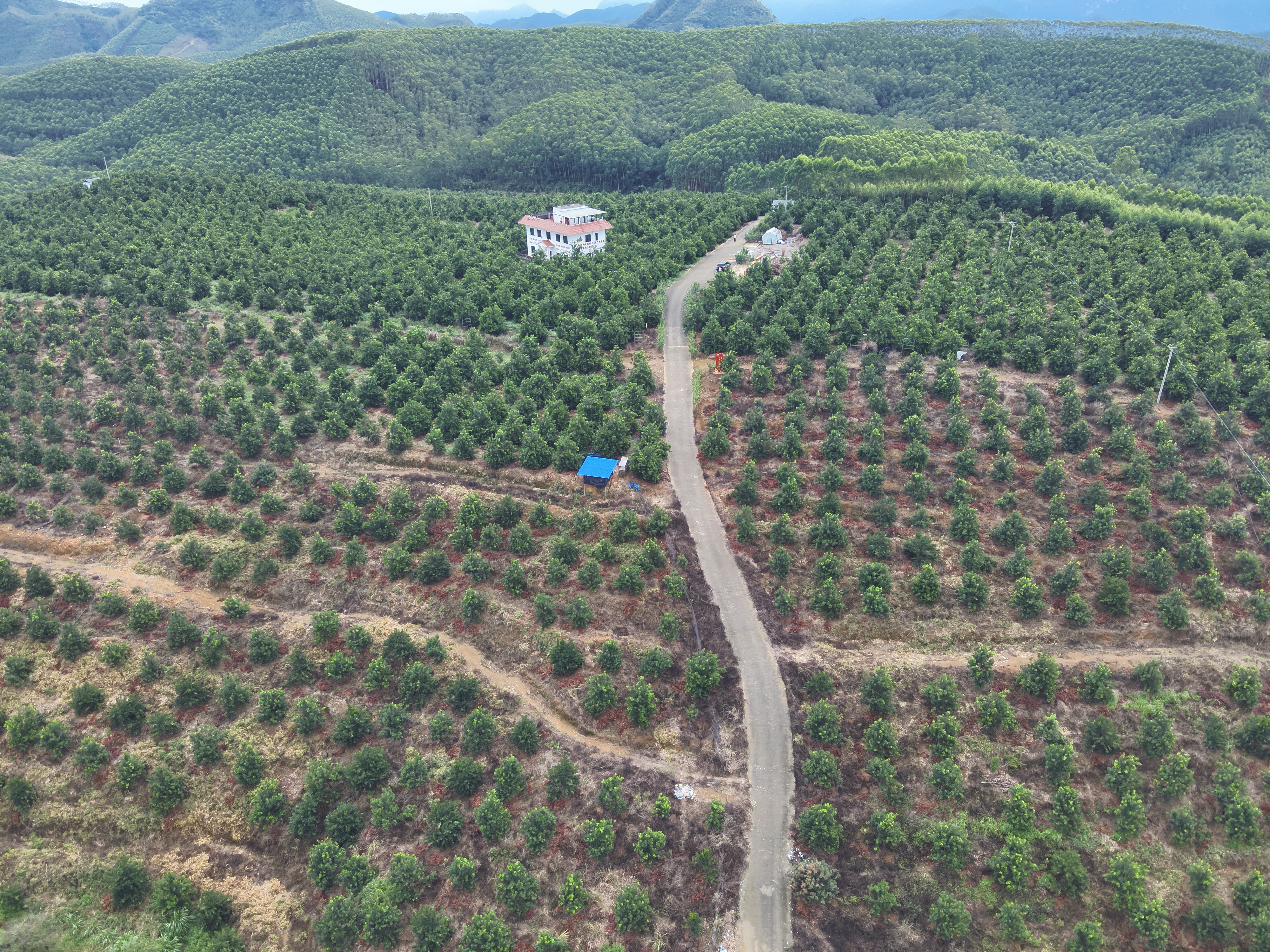 广西平果市四塘镇澳洲坚果种植基地。 图片:黄海娟.jpg 广西平果市四塘镇澳洲坚果种植基地。 图片:黄海娟.jpg